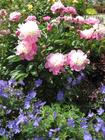 Paeony "Bowl of Beauty" with Geranium "Johnson's Blue"